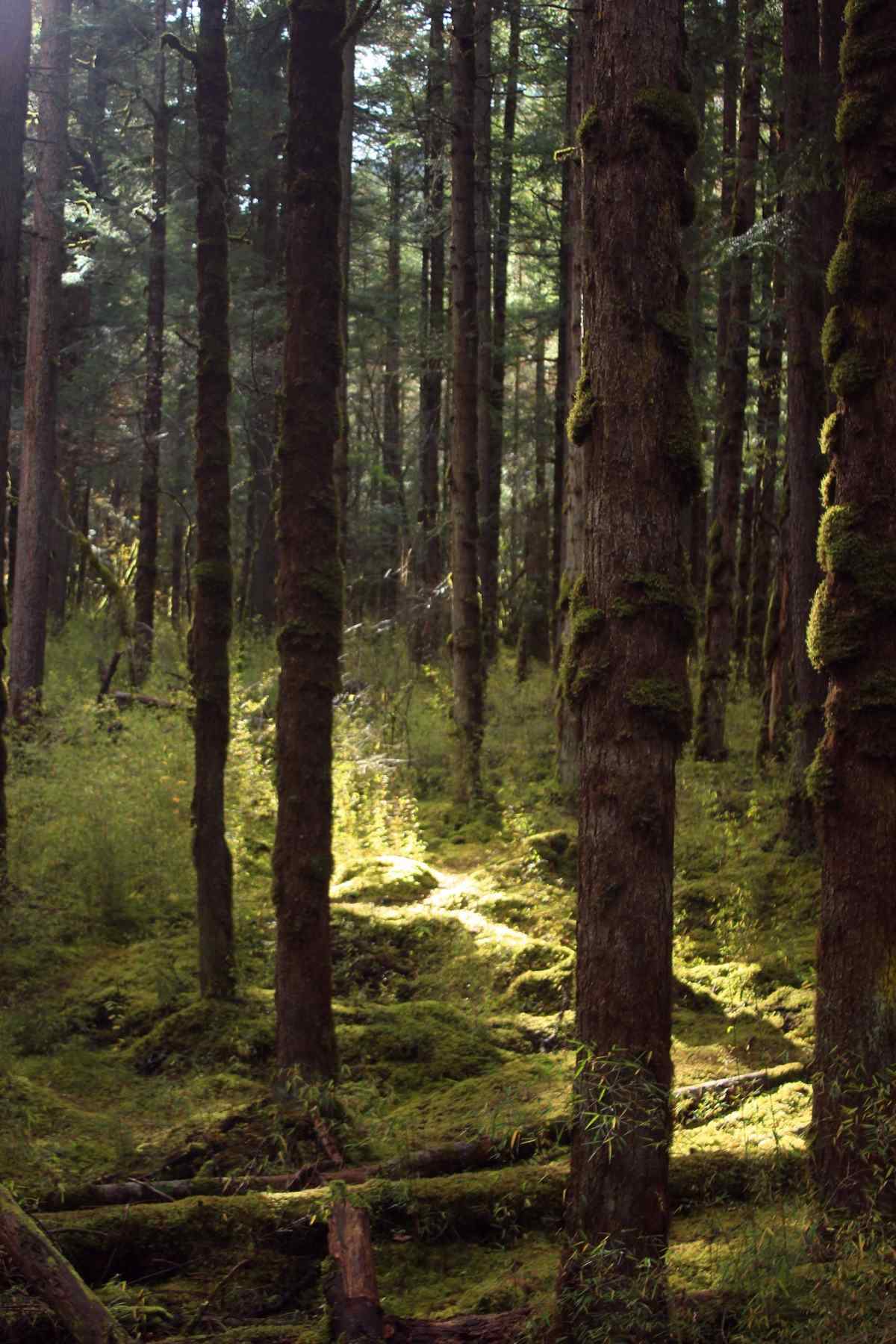 美丽的原始森林护眼手机壁纸
