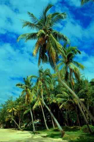 椰林风景护眼手机壁纸