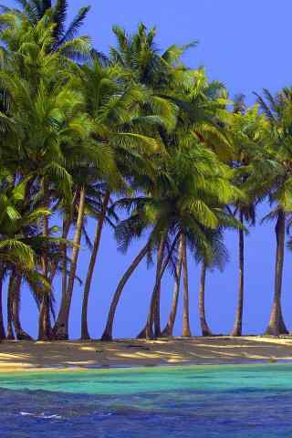清新美丽的椰林风景手机壁纸