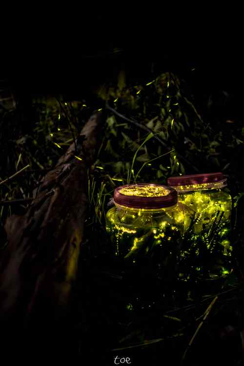 森林中的萤火虫唯美手机壁纸