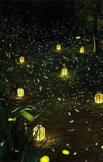 夏日森林中的萤火虫之路手机壁纸