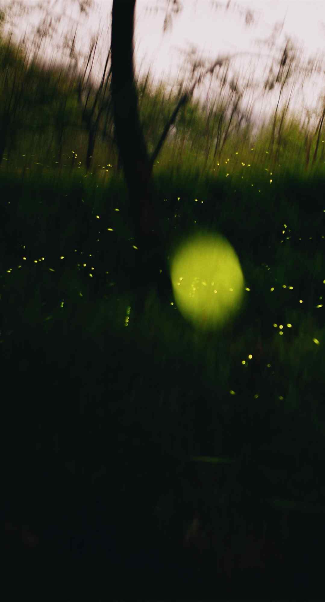 小清新森林中的萤火虫手机壁纸