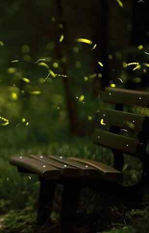 唯美森林中的萤火虫风景手机壁纸
