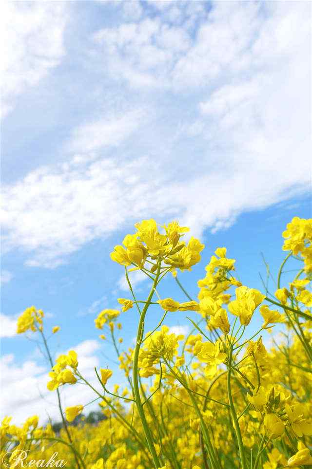 青海湖之油菜花风景手机壁纸