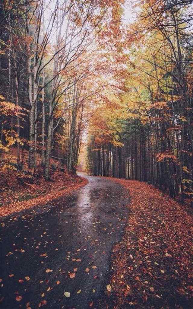 美丽的秋日森林手机壁纸