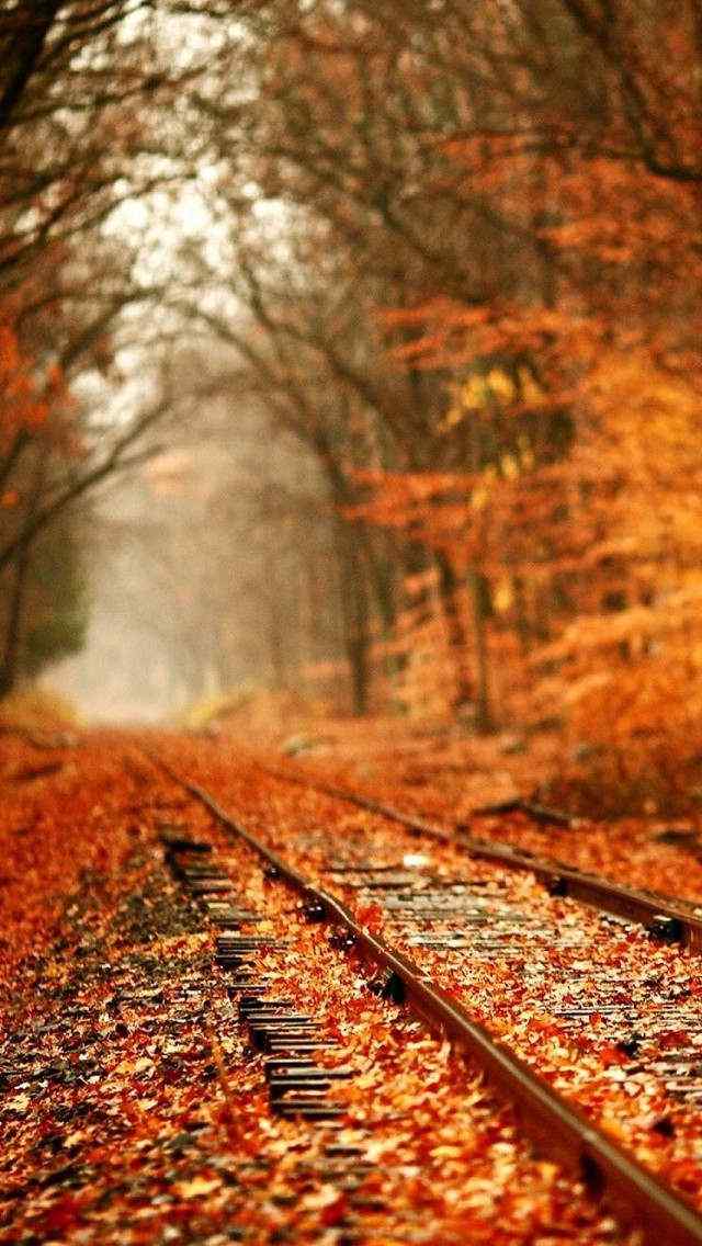 秋天森林风景唯美手机壁纸