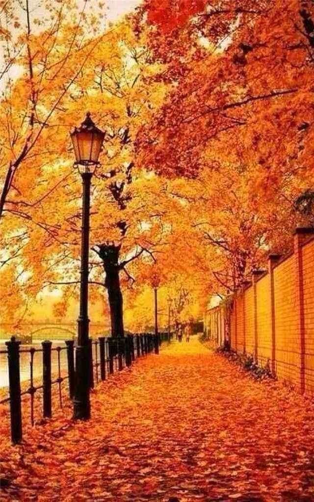 秋日美景图片手机壁纸