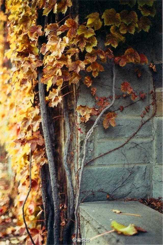 唯美的秋日风景手机壁纸