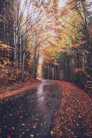美丽的秋日森林手机壁纸