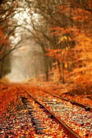 秋天森林风景唯美手机壁纸