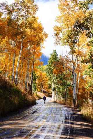 秋天的森林风景手机壁纸