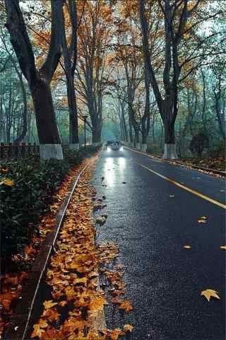 秋日森林落叶风景手机壁纸