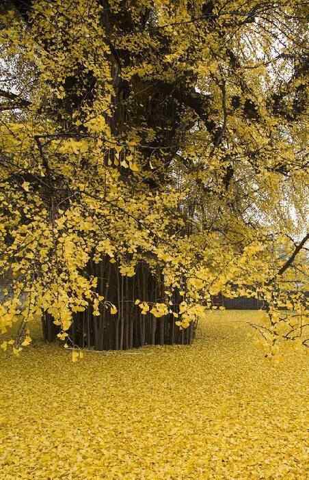 黄色树叶秋日风景手机壁纸