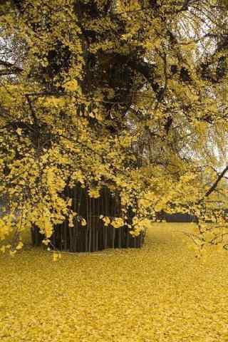 黄色树叶秋日风景手机壁纸