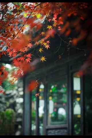 秋日庭院唯美风景手机壁纸