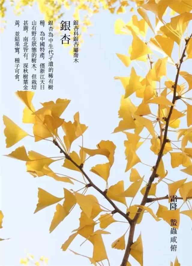 2017年霜降的黄叶手机壁纸
