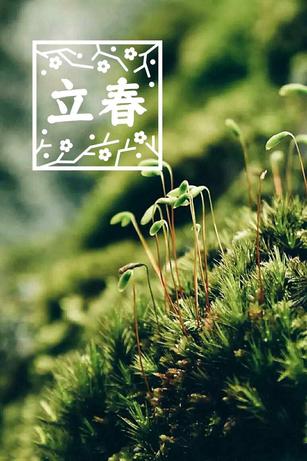 2017年立春节气之绿色嫩芽图片手机壁纸