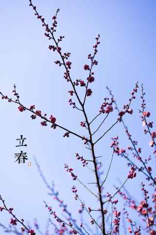 立春节气之盛开的梅花手机壁纸