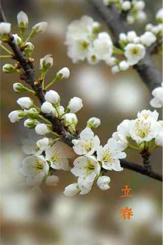 立春节气壁纸之白色的梅花图片手机锁屏