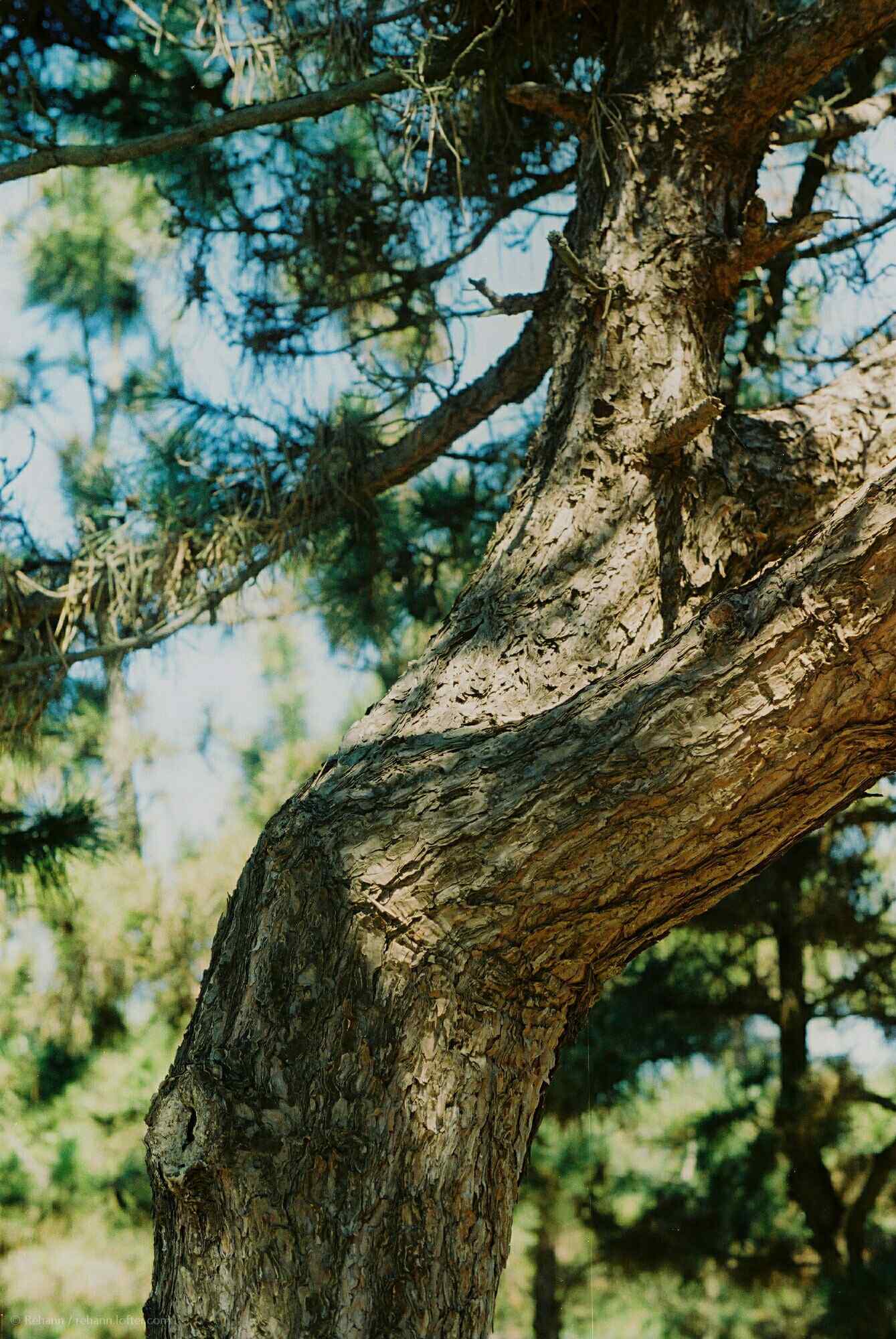 植树节—百年老树的树干手机壁纸