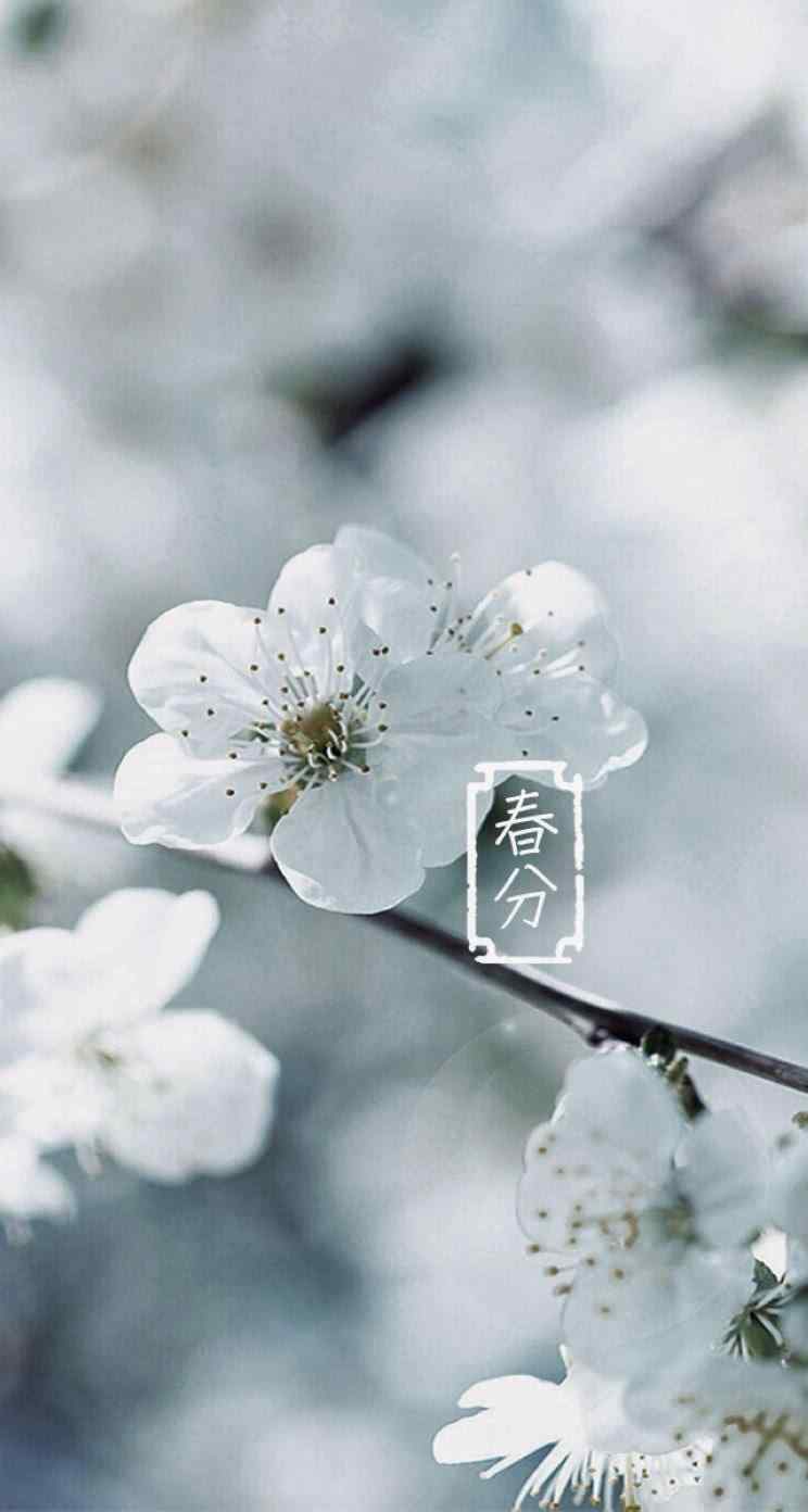 春分节气—春日里纯白色的樱花手机壁纸