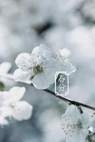 春分节气—春日里纯白色的樱花手机壁纸