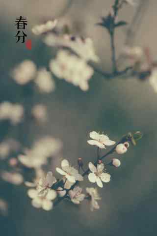 春分节气—春日里的桃花盛开手机壁纸