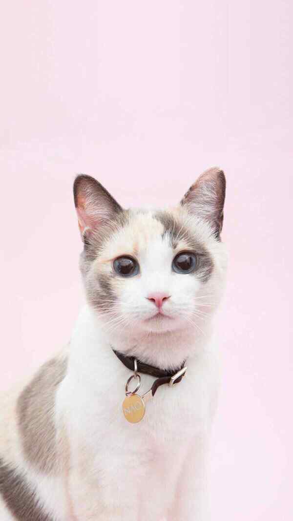 可爱粉色猫咪手机壁纸