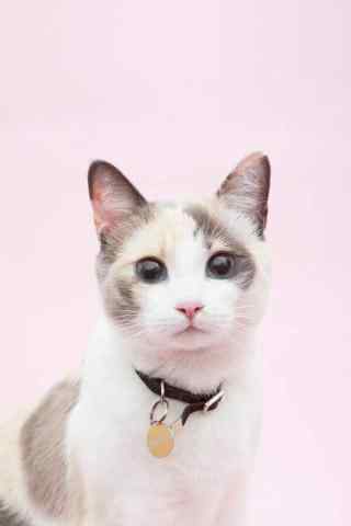 可爱粉色猫咪手机壁纸