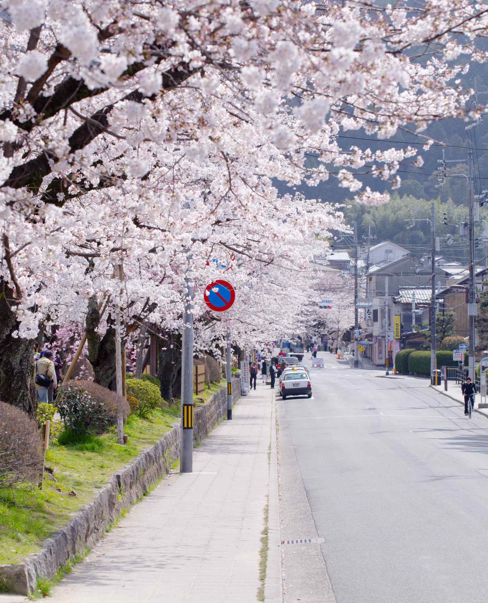 日本樱花树下的街道手机壁纸