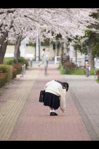 少女在街道捡樱花瓣手机壁纸