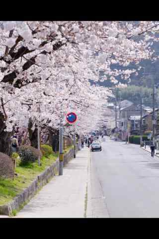 日本樱花树下的街