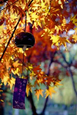 枫叶树下的日系小风铃手机壁纸