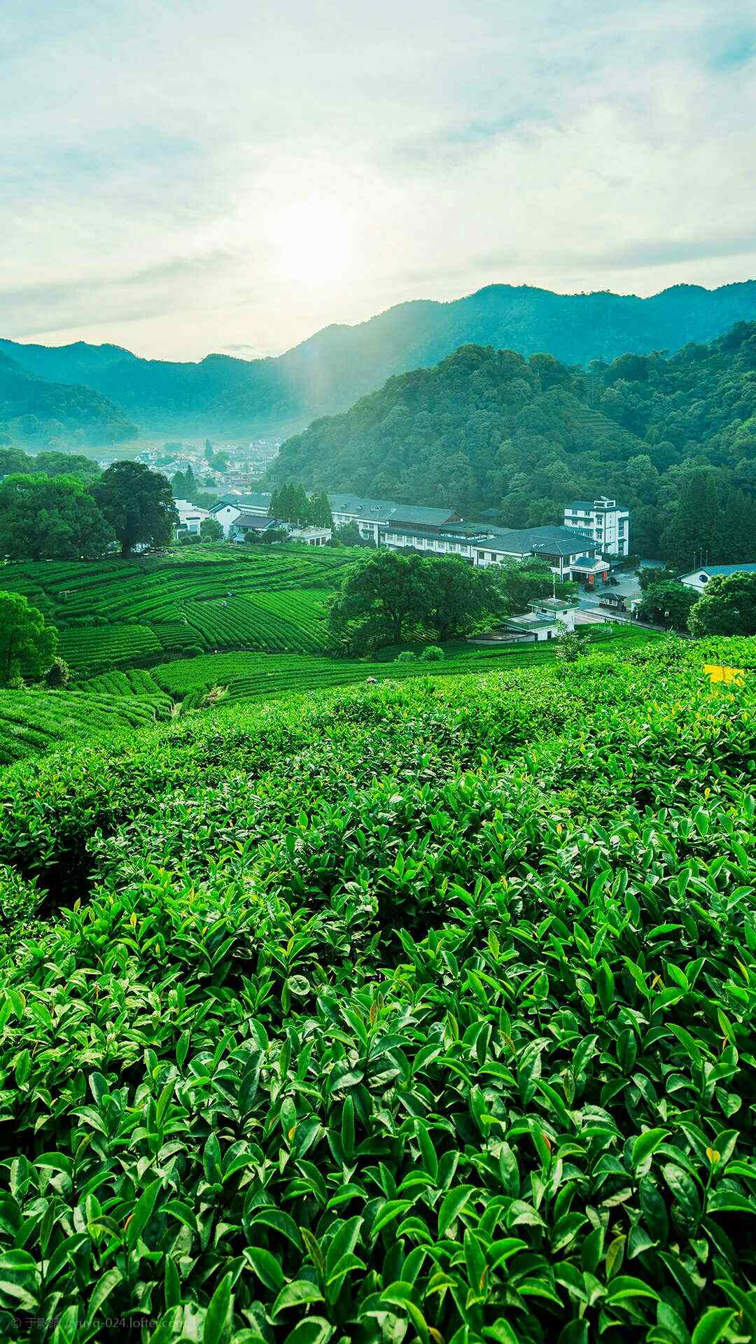 茶文化—绿色茶叶田园手机壁纸
