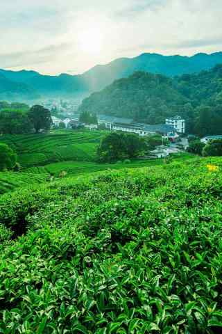 茶文化—绿色茶叶