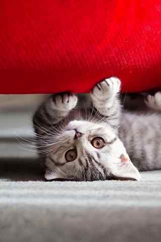 沙发下的小奶猫手