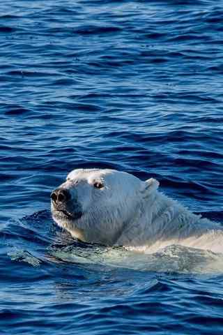 海水中悠闲的北极熊手机壁纸
