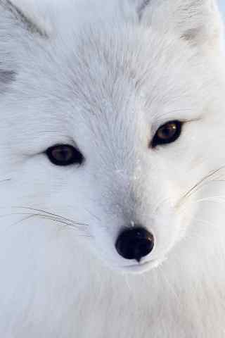 可爱的白色雪狐手