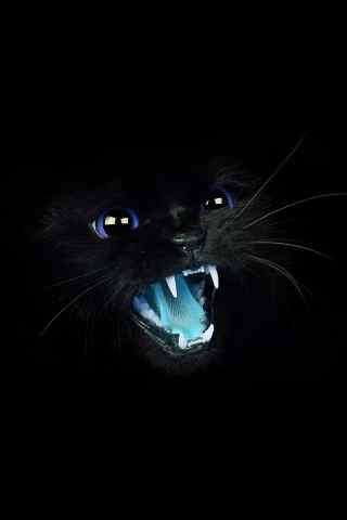 手绘黑夜里的黑猫