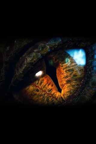 侏罗纪公园暴龙的眼神手机壁纸