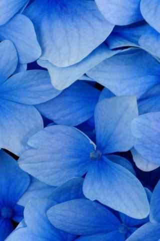 蓝色的花瓣手机壁