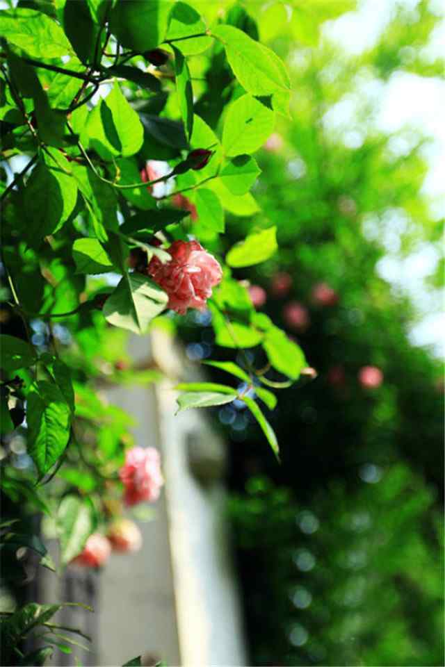 唯美的小清新绿色植物花卉高清摄影高清手机壁纸图片下载
