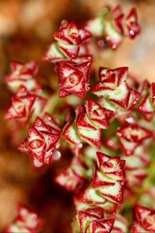 多肉植物红色娇艳欲滴手机壁纸