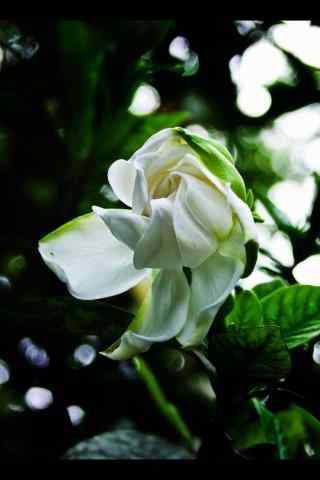 栀子花纯白花朵与
