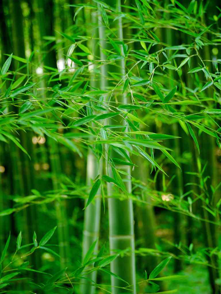 竹子绿色翠美手机壁纸