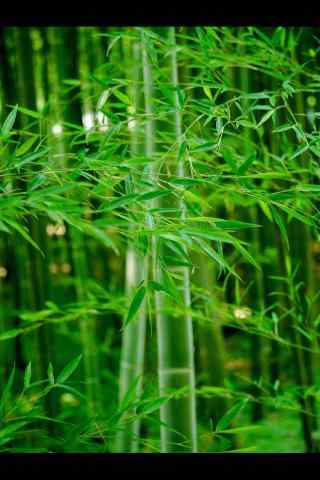 竹子绿色翠美手机