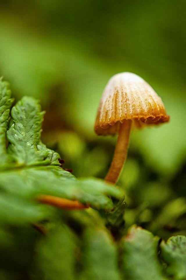 清新可爱的小蘑菇摄影高清手机壁纸
