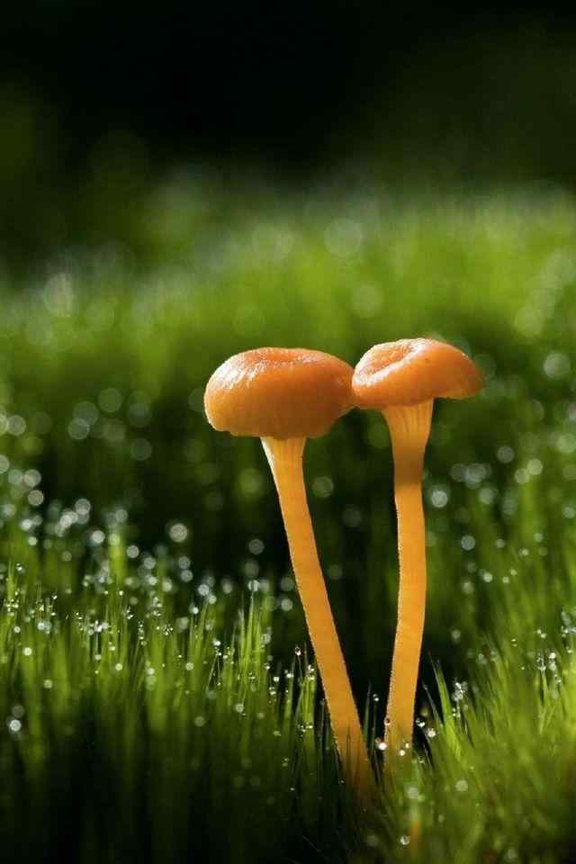 清新可爱的小蘑菇摄影高清手机壁纸