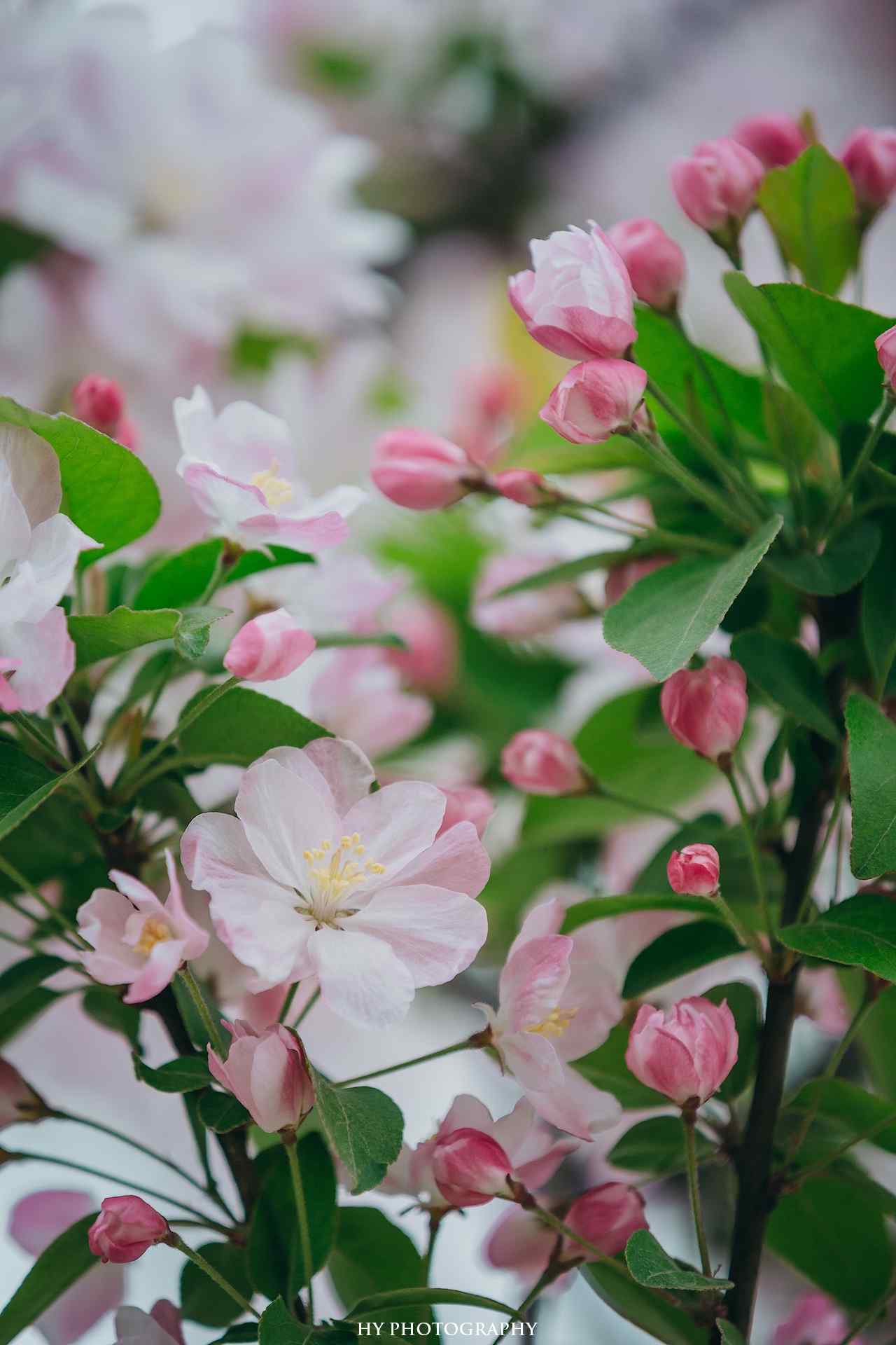 粉白色的美丽海棠花手机壁纸（3张）