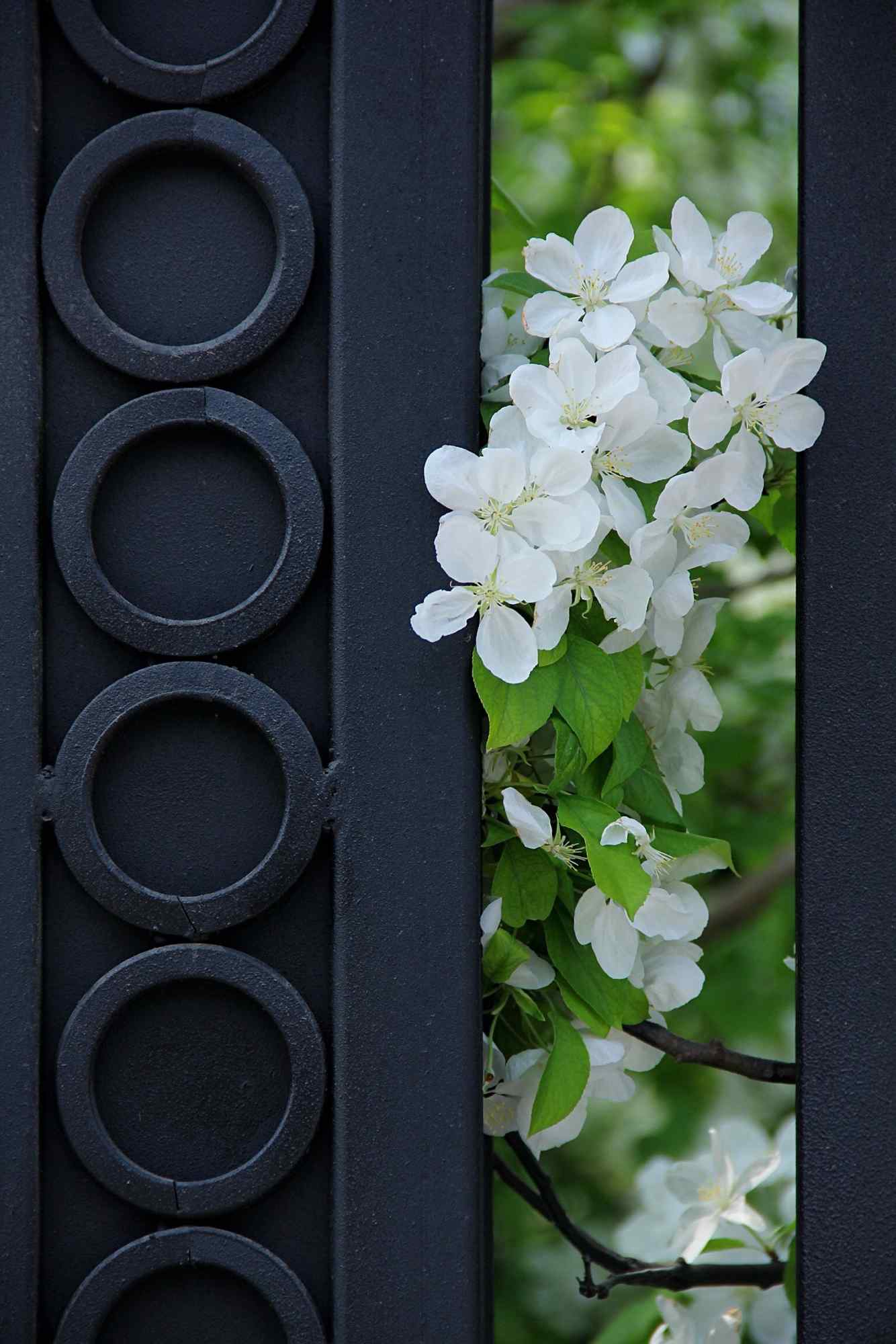 美丽的白色海棠花手机壁纸（3张）